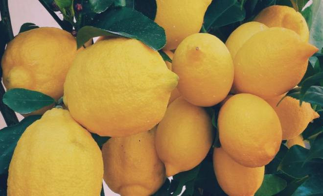 Πώς μία φωτογραφία με λεμόνια σώζει χιλιάδες γυναίκες (εικόνα, βίντεο)